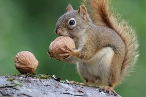 Squirrel gathering nuts