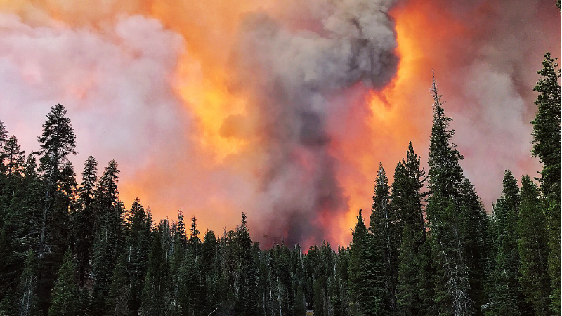 Image of a Forest Fire