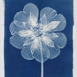 cyanotype, or sun print of a flower.