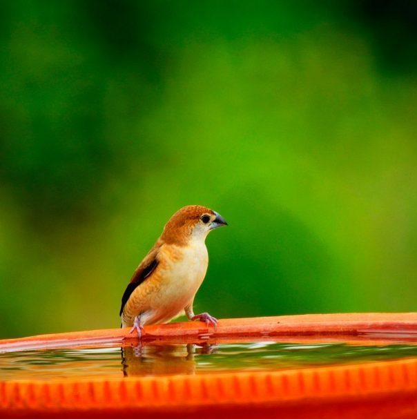 Bird in a bird bath