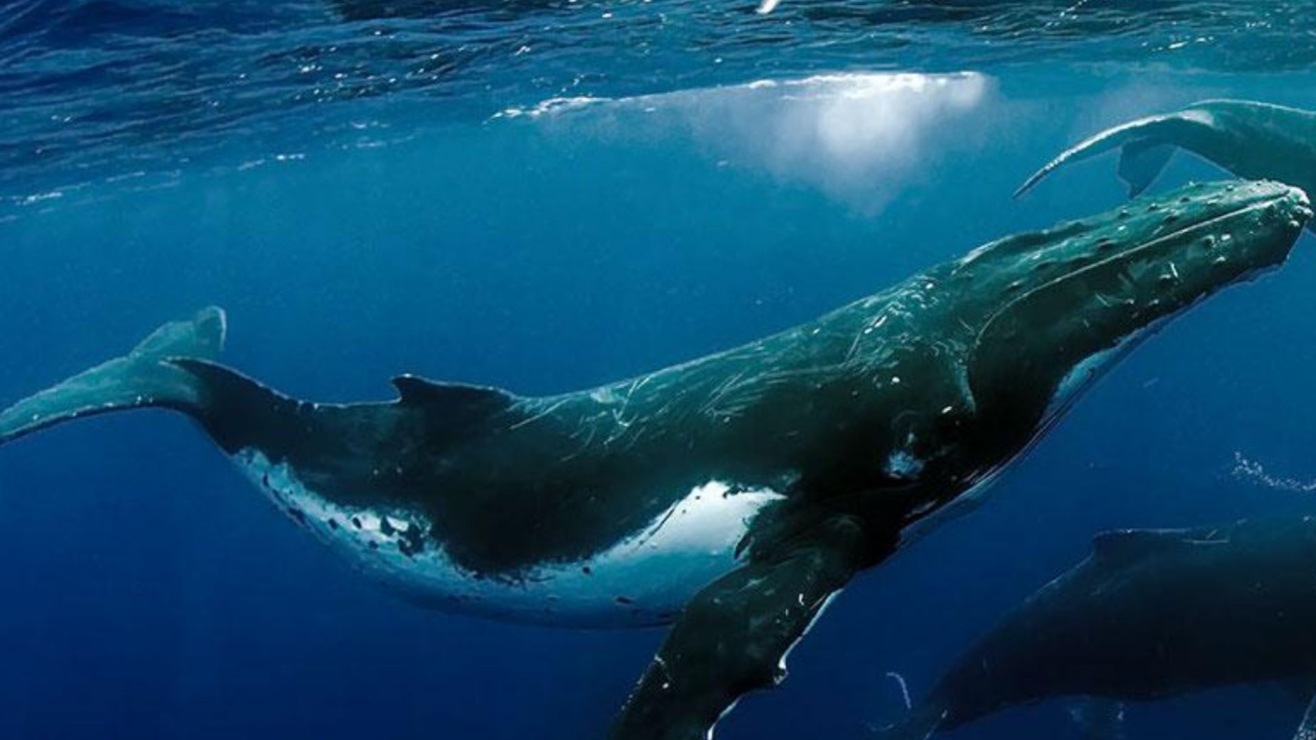 Whales in the ocean