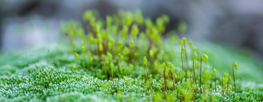 moss