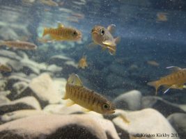 young salmon